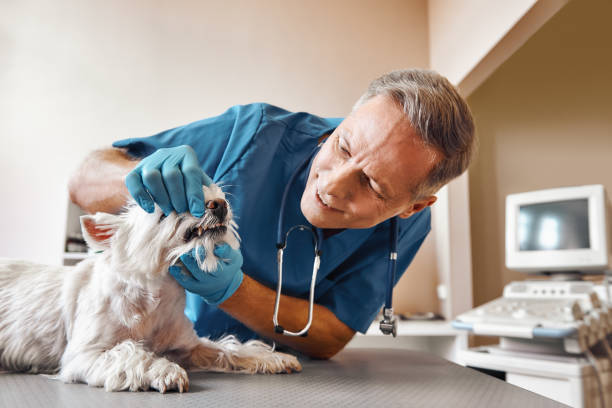 Best Emergency Dentist for Knocked-Out Tooth in Morgantown, IN